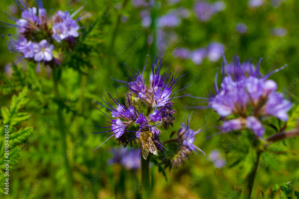 Fototapeta premium Honey bee on phacelia flowers in a summer meadow