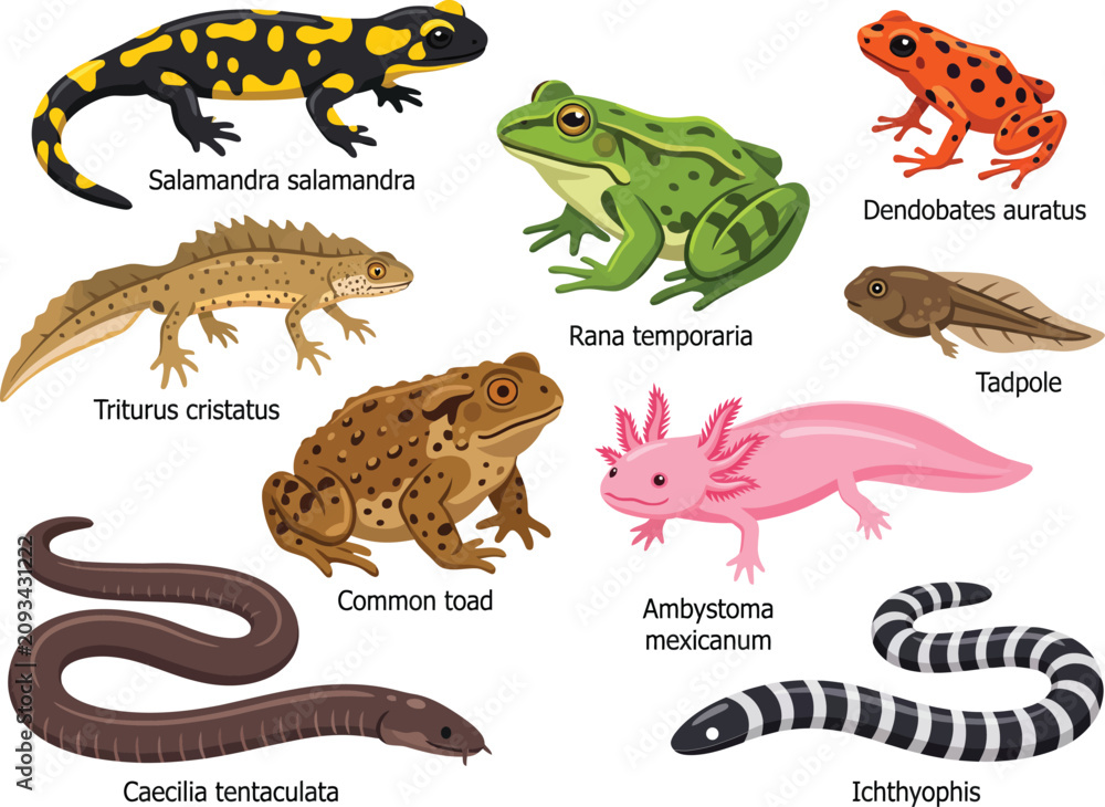 Fototapeta premium Amphibians Collection Vector Illustration with Species Names