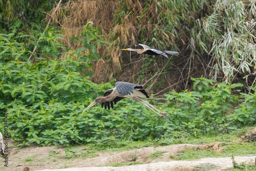 Photography A juvenile Painted Stork and an Oriental Darter soar gracefully above a freshwater lake with bamboo trees in the background