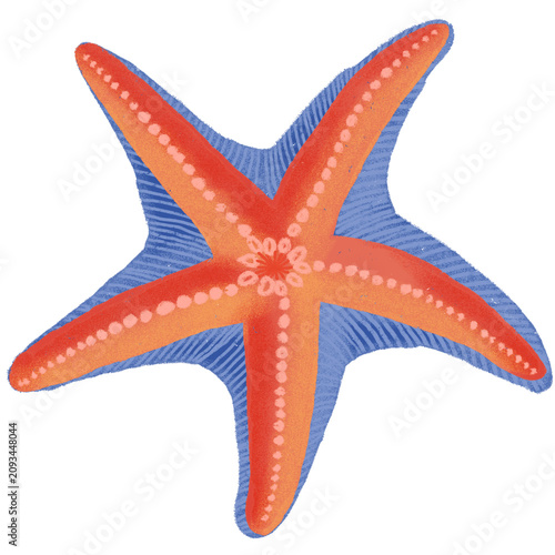 Orange Starfish Hand Drawn Sea Star Tropical Marine Illustration