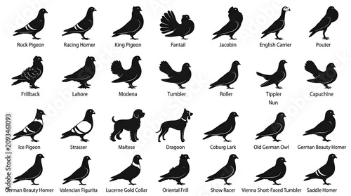 Pigeon breed silhouettes collection, 28 bird species icons with labels, black dove and pigeon variety set for ornithology and nature design