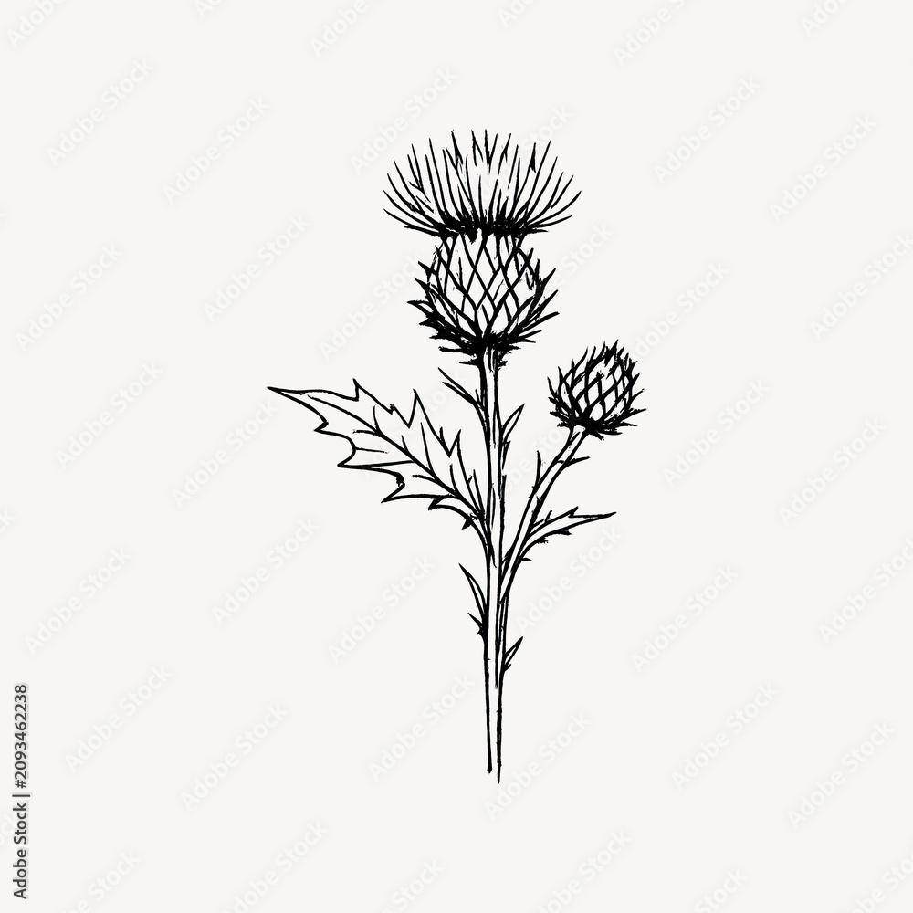 Obraz premium Illustration of a detailed black and white thistle flower sketch.