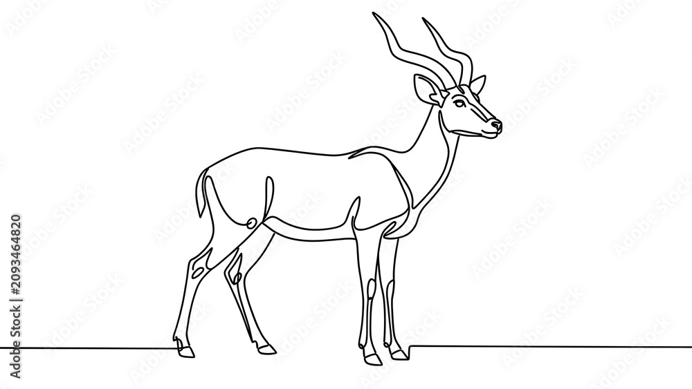 Fototapeta premium Line drawing of antelope on white background.