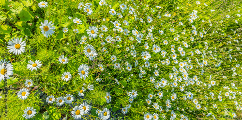 Blühende Margeritenwiese im Sommer