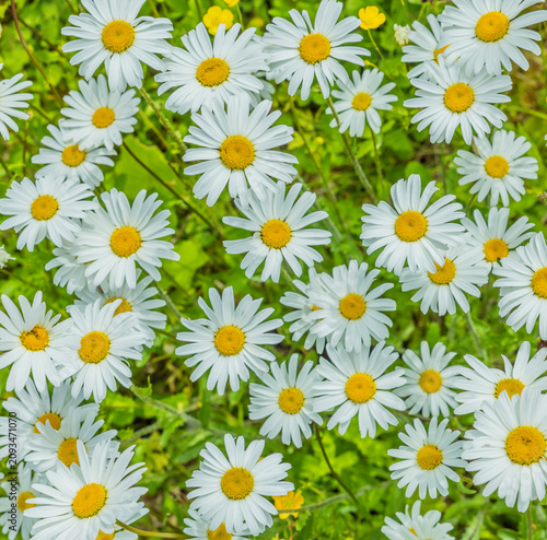 Blühende Margeritenwiese im Sommer