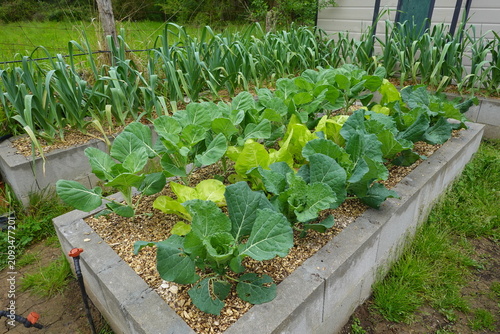 Fall vegetable garden with raised concrete beds growing kale and leeks