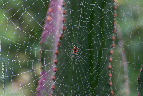 Spider web with dew in the morning