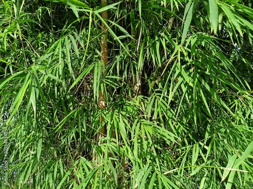 Fresh Green Bamboo Leaves Natural Foliage Background