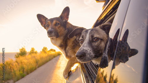 Tableau sur toile CLOSE UP, DOF: Pair of adorable dogs lean out of a car window during a car ride in golden hour on sunny island of Hvar