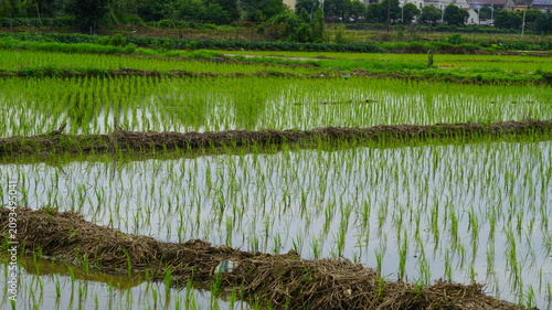 Chinese rice paddies after planting
