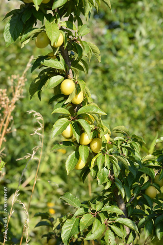 Cherry plum ripening on tree in orchard