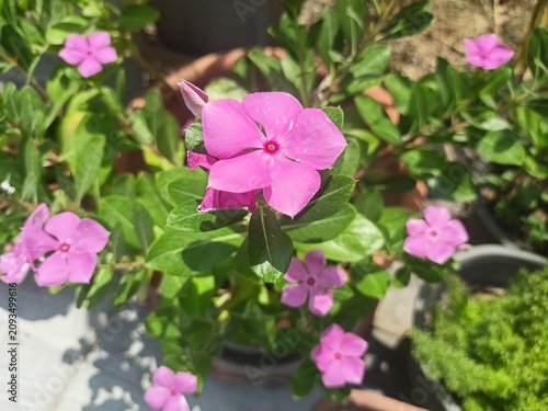Close-Up of Pink Madagascar Periwinkle Flower in Garden Pot