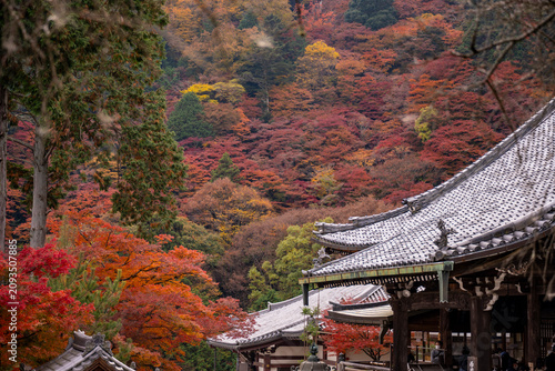 Photos 紅葉に包まれたお寺