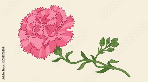 Tableau sur toile Detailed Flat Pink Carnation Flower Head with Buds and Stem on Cream Background,