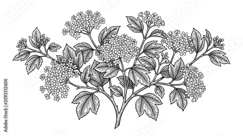 Fotografie Hand Drawn Viburnum Branch with Flowers and Leaves, Vintage Botanical Illustrati
