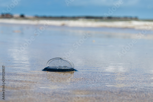 Vélelle ou Barque de Saint-Jean ou de Saint-Pierre échouée sue une plage à marée basse, reposant sur un film d'eau. Velella velella, cnidaire (hydrozoaire) pélagique,  colonies de polypes.
