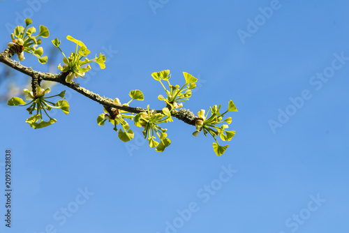 Branche de Ginkgo,  arbre aux quarante écus, arbre aux mille écus, au printemps avec très jeunes feuilles après le débourrement des bourgeons. Ginkgo biloba