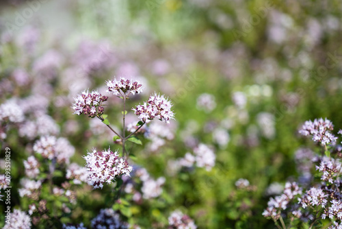 Beautiful wild oregano flower clusters in a soft green field