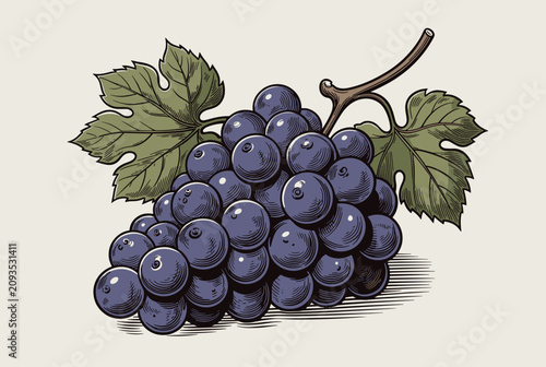 Hand drawn engraving style illustration of a ripe bunch of dark blue grapes with two green leaves and a vine branch.