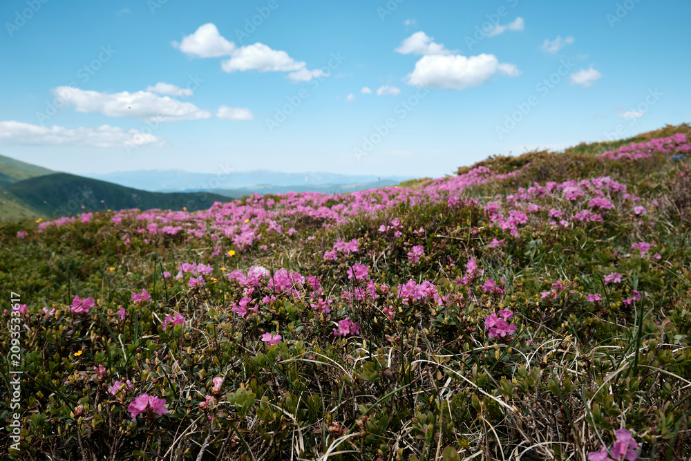 Obraz premium A beautiful horizontal low-angle shot of bright pink rhododendron flowers blooming heavily on a sunny alpine ridge under a bright blue sky with white clouds, perfect for environmental marketing.