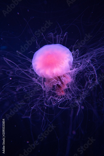 jelly fish in the water 