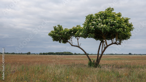 Fotografie A lonely green viburnum bush with white flowers in a rural meadow