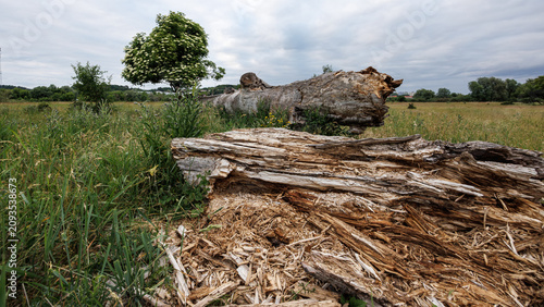 Quadro su tela A close-up of a rotten, decaying trunk of a dead tree against the backdrop of a blooming viburnum bush