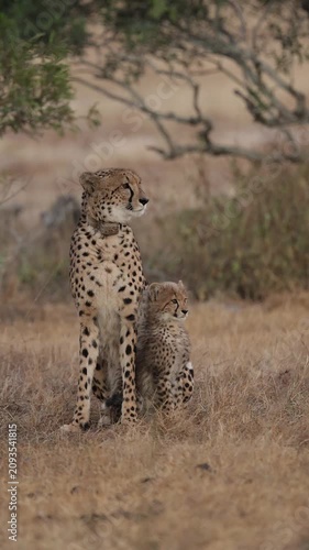  Vertical video, a cheetah mother and baby