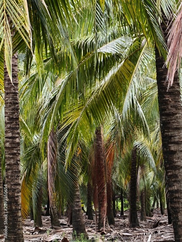 Dense coconut palm tree plantation in a rural agricultural area.