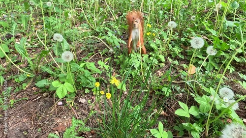 A red squirrel runs and moves across green forest undergrowth with yellow wildflowers in daylight. It scurries left to right through low plants, pausing briefly before continuing forward.