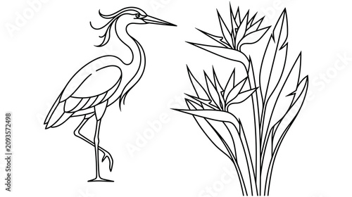 Foto Great egret standing one leg and bird of paradise flowers black white outline