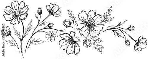 Floral hand drawn vector illustration with cosmos flowers and leaf borders.