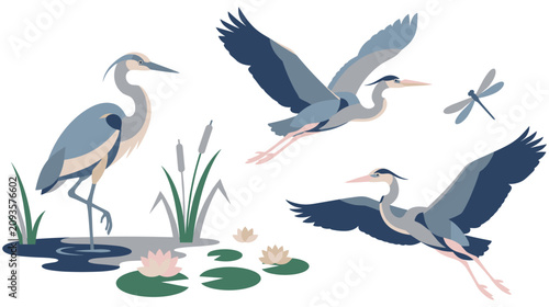 Obraz na płótnie Great blue herons flying and standing in swamp with lotus flowers nature
