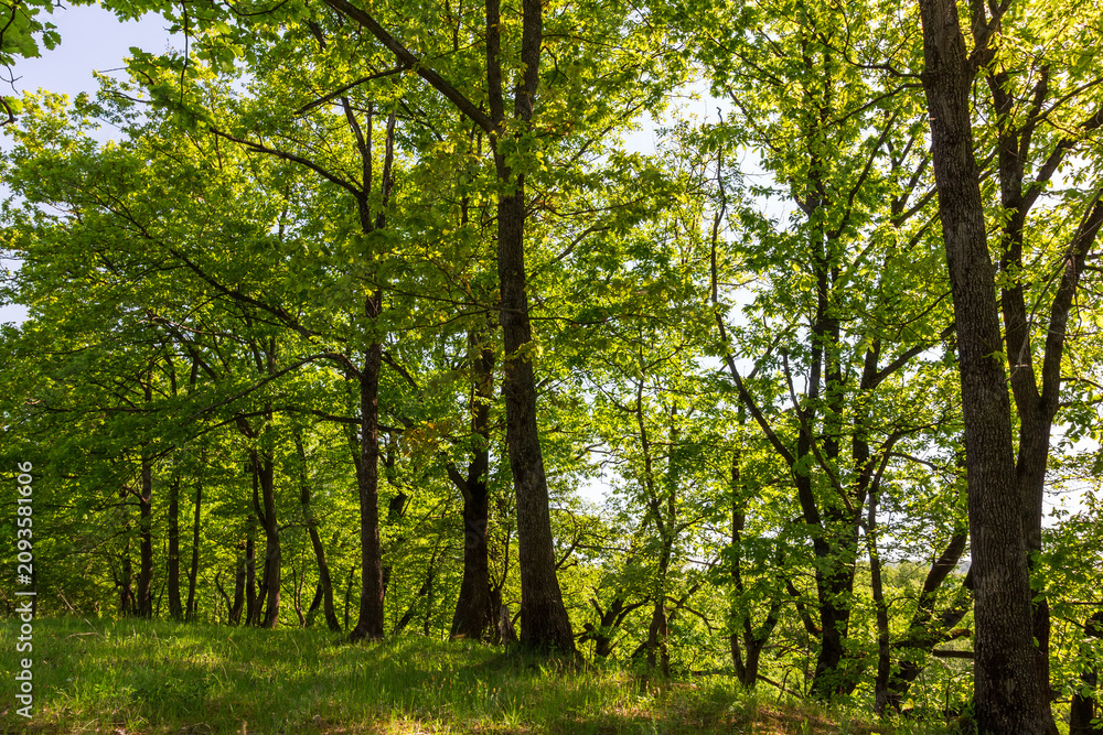Fototapeta premium A sunlit forest clearing with green grass and young oak trees on a calm summer morning. Warm golden rays filter through the leafy canopy, dappled shadows across the meadow