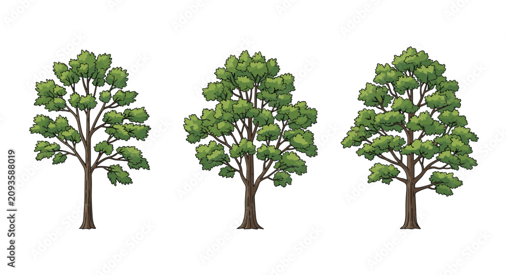 Obraz premium Set of three different green deciduous trees with lush foliage and brown trunks standing on a plain white background.