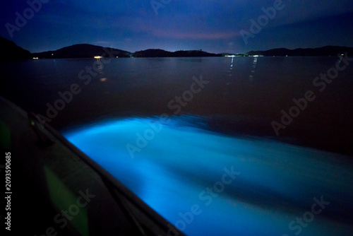 illumination plankton light in sea