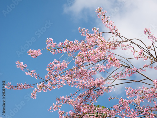Thai blossom flower against clear sky