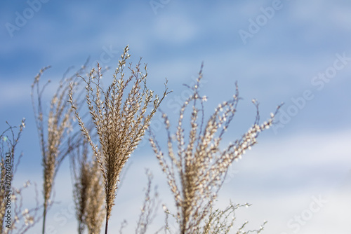 Chinese silver grass, Miscanthus sinensis, with winter blue sky and cloud background and space for text.