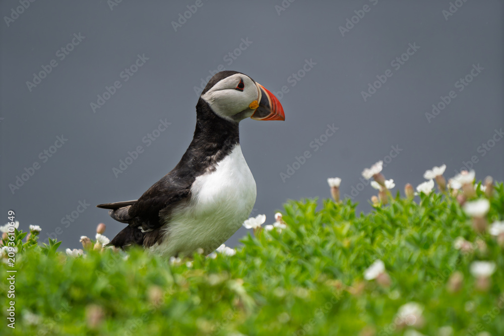 Fototapeta premium Atlantic Puffin (Fratercula arctica) Standing Among Green Coastal Vegetation