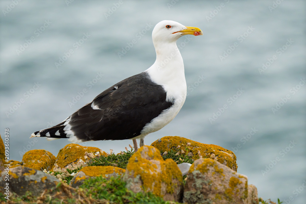 Naklejka premium Great Black-backed Gull (Larus marinus) on a Yellow Lichen Cliff with Ocean Copy Space