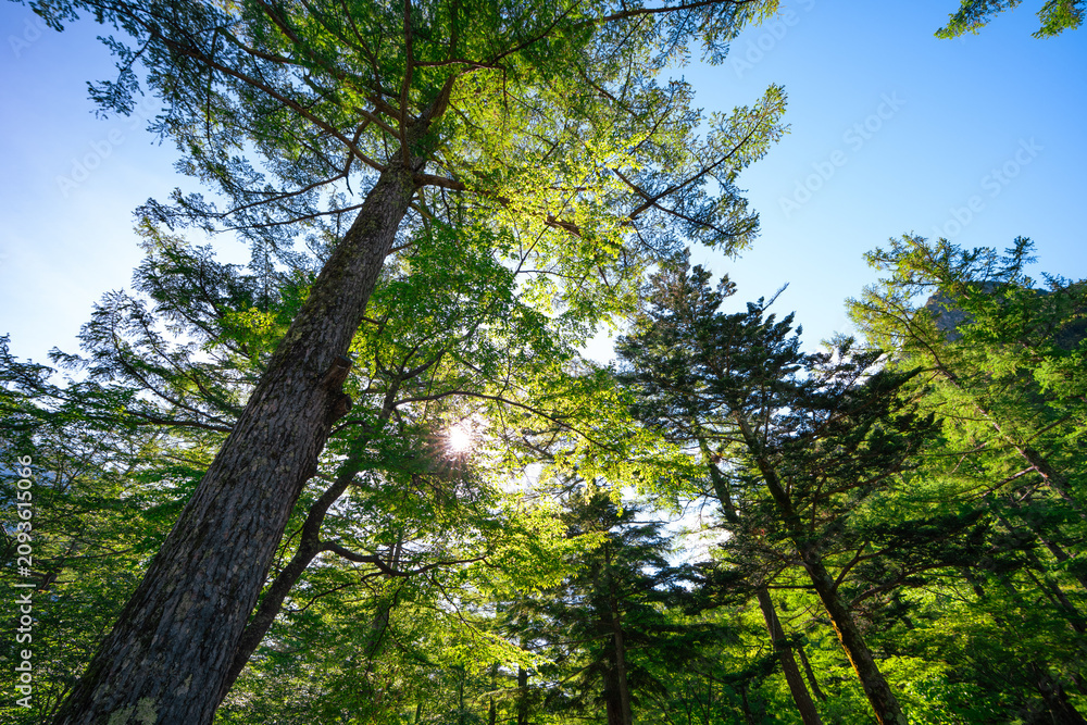 Fototapeta premium Tree forest sun green branch canopy sky nature woodland