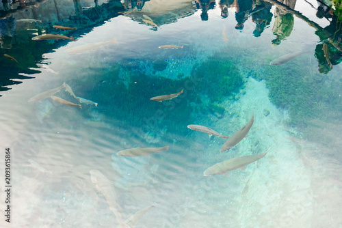 Fish pond clear water refle...