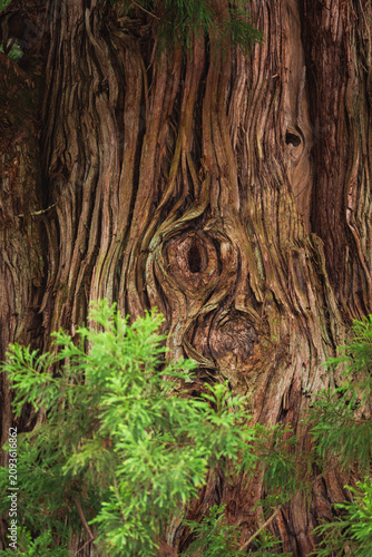 Tree bark trunk forest wood...