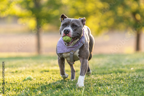 A cute adopted pitbull obsessed with playing fetch with a tennis ball.