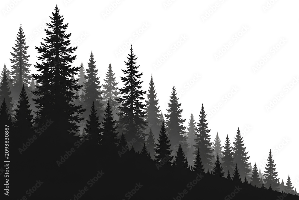 Fototapeta premium Misty Pine Forest Silhouette in Monochrome