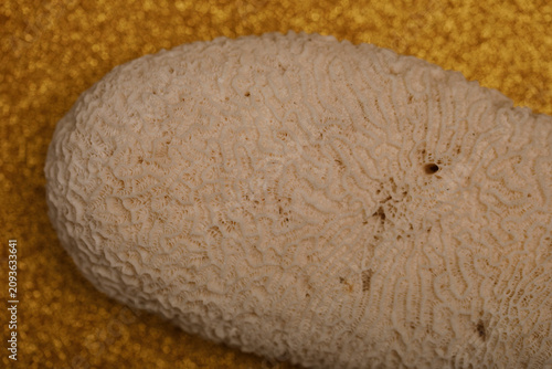 Intricate texture of a blea...