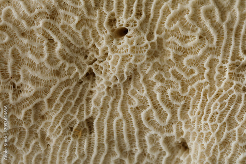 Detailed macro view of a na...