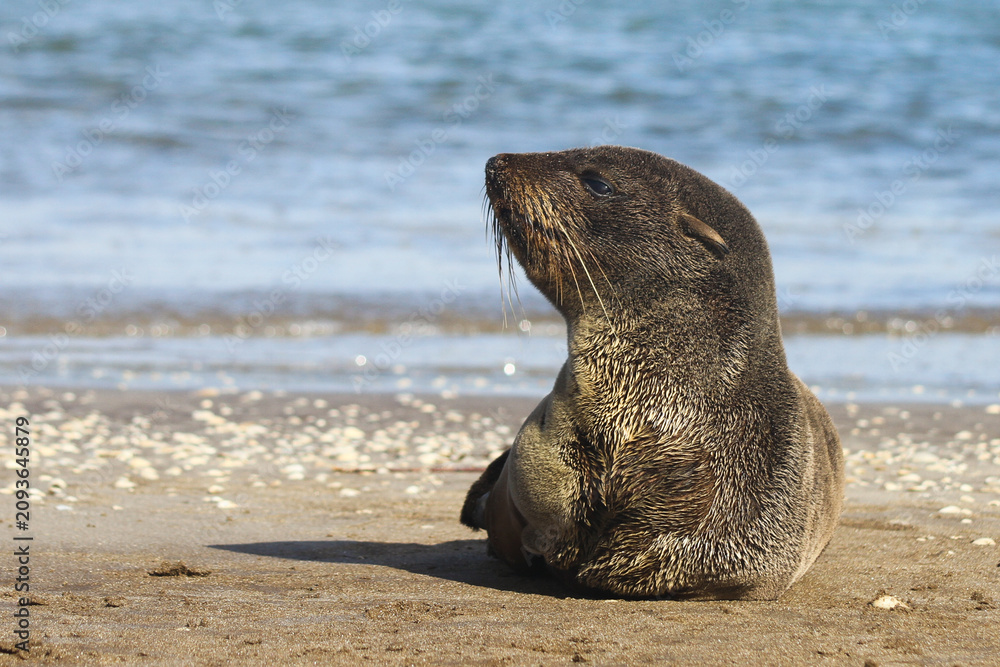 Fototapeta premium Sea lion resting on the beach close up portrait 