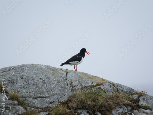 Quadro su tela Bird Standing on Rock Outcrop