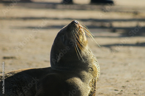 Foto Sea lion basking in sunlight head raised